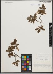Foto von Salix waldsteiniana Willd.